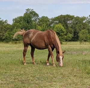 Meet your Posher, Talisha